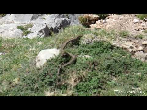 Víbora Áspid (Vipera aspis) 1