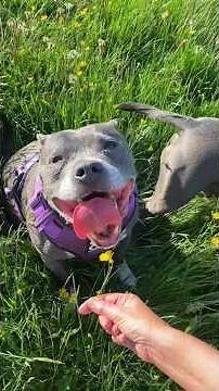 Morning Walks in the English countryside with Staffordshire Bull Terriers Tommy & Peggy.