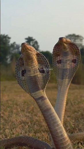 Two Cobras Captured in a Beautiful Scene #naturelovers #venomouscreatures #animalstory