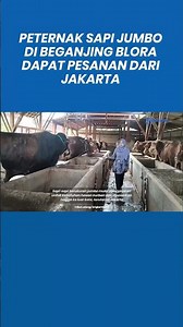 Ahead of Eid al-Adha, Jumbo Cattle Breeders in Beganjing, Blora, Receive Orders from Jakarta