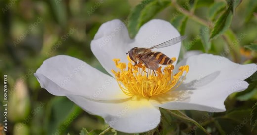 Hoverflies, flower flies or syrphid flies, insect family Syrphidae.They disguise themselves as dangerous insects wasps and bees.The adults of many species feed mainly on nectar and pollen flowers.