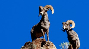 3.1 million raised for habitat restoration, other wildlife projects through conservation