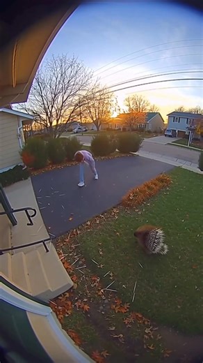 porcupine attacks man injuring him #porcupine #attacks #man | Goof Troop TV"