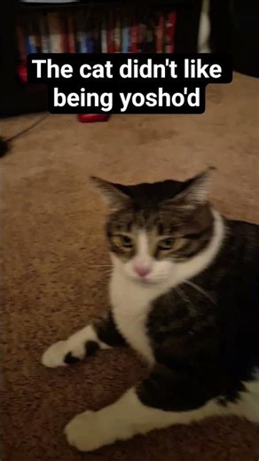 the cat had a self-destruct mechanism