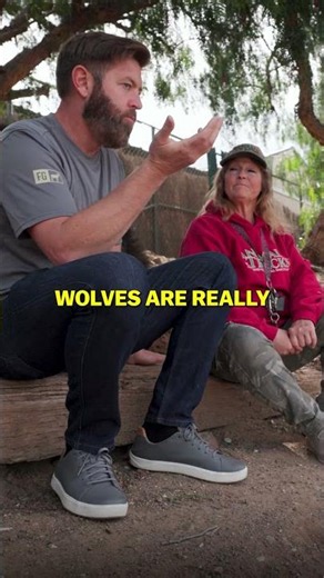 Face to Face with a Wolf (Dog?)