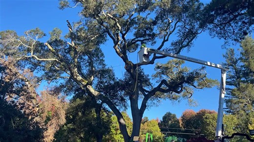 A big oak calls for big precision! Our crew’s up in the bucket using rigging ropes to guide each heavy branch safely to the ground — no chaos, no crashes, just clean, controlled work. Watch how the ropes make all the difference when handling giants like this. | Arborist Now