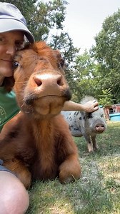 10K reactions · 1.6K shares | Pigs Need Love Too! Charlotte the pig was a little jealous watching her dad love on her sister Annie the blind dwarf cow. So, she decided to come try and get the attention focused back on her. She even falls over to demonstrate just how ready for being scratched she truly is! | Life With Pigs | Facebook
