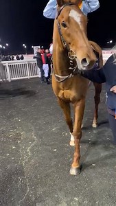 1.2K views · 44 reactions | "Well done Ben" indeed! Thanks to Roger Fell Racing for Watheer's win tonight at Wolverhampton Racecourse. We're delighted for his owners! #TeamMPR winner number 12 of the year, with our last 7 runners placing 3rd, 2nd, 3rd, 1st, 3rd, 2nd & 1st. Let's keep it going everyone! | Middleham Park Racing | Facebook