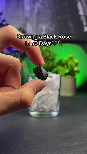Growing Black Roses in 30 Days: A Complete Guide