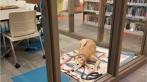 Library dog finds plenty of kids to read for him after viral post