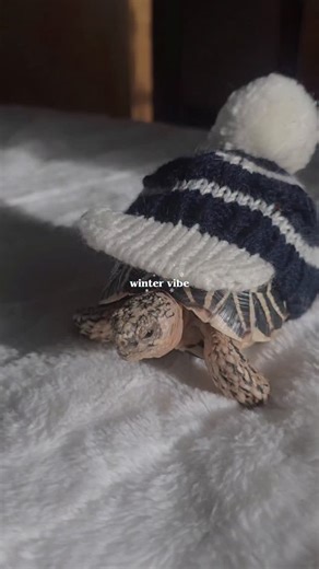 Star Tortoise Family on Instagram: "Franklin is trying on his hats and needs YOUR help 🐢✨ 🧢 1️⃣ Snowflake Sailor 🪵 2️⃣ Cozy Lumberjack 🦌 3️⃣ Tiny Reindeer 🐻‍❄️ 4️⃣ Polar Pluff ❤️ 5️⃣ Love Beanie Which one is your favorite? Comment 1, 2, 3, or 4 below 👇🏼 QUICK REMINDER 🐢❄️ Tortoises should not wear clothes to stay warm. They are cold-blooded and need proper heat and UVB, not fabric. Clothes can block heat absorption, and trap moisture. Hats or outfits are okay only briefly and supervised