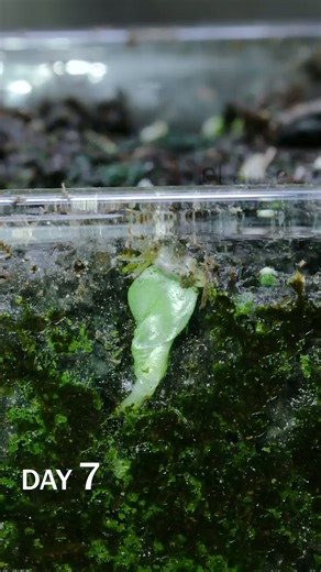 Cornflower seed sprouting time lapse