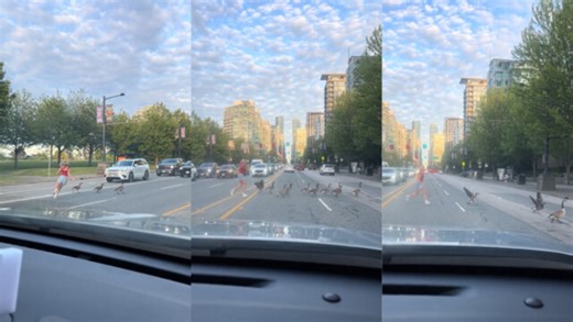 'The bravest Canadian': Video shows woman chasing flock of Canada geese off major Vancouver road
