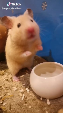 Adorable Baby Hamster Sneezes - Cute and Funny Video