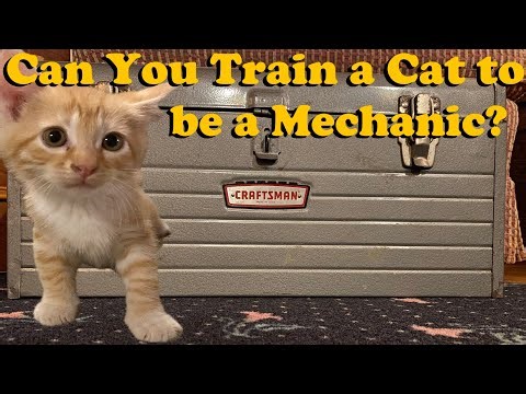 Can You Train a Cat to be a Mechanic?