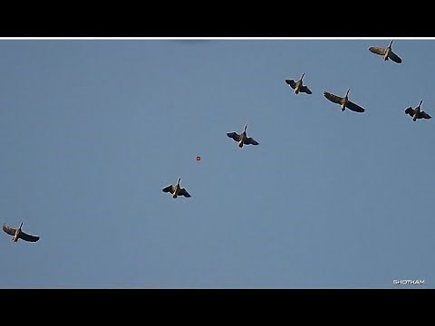 Goose Hunting - Wildfowling - A GOOSE SANDWICH - From Field to Fork