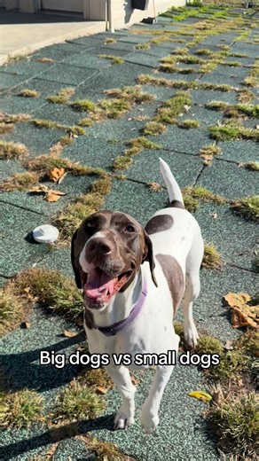 Big dogs vs small dogs 😂💪🏼 #dog #cat #animallovers #boarding #dogboarding #catboarding #catgrooming #doggroomer #groomers #animalboarding #ohio #lebanonohio #springboroohio #animalmemes #comedy #travel | Denise's Animal House