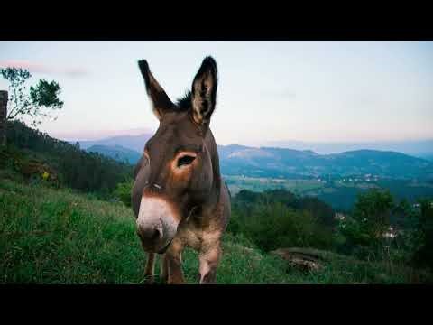Energetic Donkey's Serenade - Royalty-Free HD Sound Effect #6