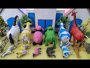 Wadidau ‼️ Proses Sapi Lucu Melahirkan Cesar, Simulasi Potong Sapi Qurbani, Idul Idha.