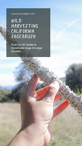 DIY Guide to Handmade Sage Smudge Bundles — Ivy Light