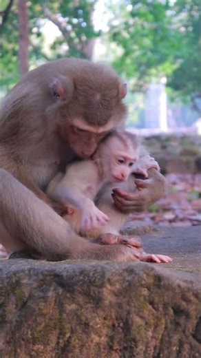 Monkey Life at Angkor Wat