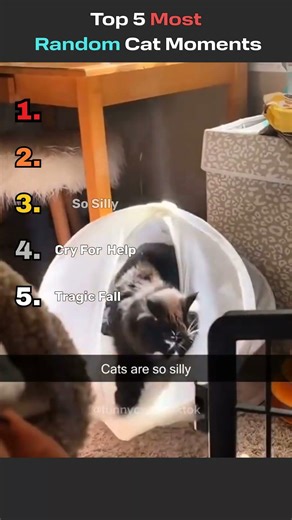 Top 5 Most Random Cat moments to make you die laughing