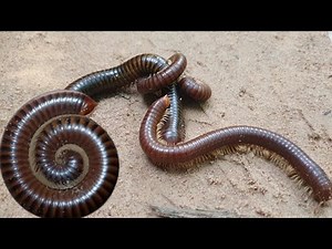 The great capture of the African Giant & Catch Insect
