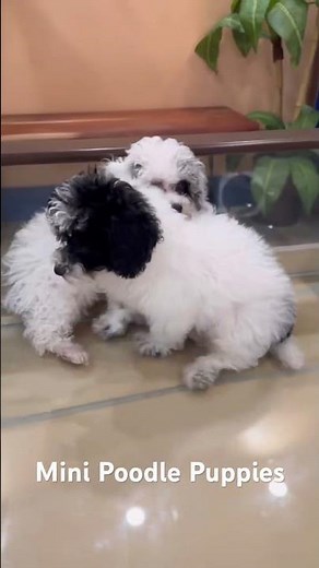 The Miniature Poodle: Elegance, Intelligence, and Love in One Adorable Package! #poodle le