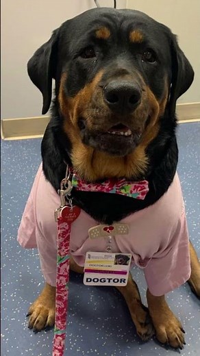 “Dogtor Loki: The Adorable Doctor Dog Bringing Smiles Everywhere ❤️”