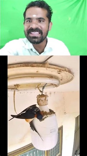 களிமண்ணில் ஒரு குட்டி அரண்மனை! 🏰 ஒரு தாய் பறவையின் கடின உழைப்பு ❤️ #TamilReaction