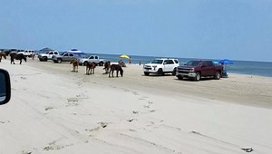 1.5K views · 50 reactions | The wild horses were out enjoying the beach in Carova yesterday. Have you seen them in person? | Outer Banks Vacation Rentals - Atlantic Realty | Facebook