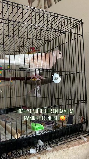 Capturing the Charming Sounds of a Ringneck Dove