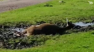 8.8K views · 434 reactions | It's not just pigs that enjoy wallowing in mud! Our white lip deer enjoy a little roll in the mud in hot weather to cool down and keep the flies at bay   Thanks to our amazing keeper Phoebe Dowens for this video. | Highland Wildlife Park | Facebook