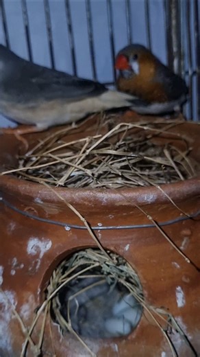 #finch #zebrafinch #foryou #birds #birdsounds #birdsounds #viral