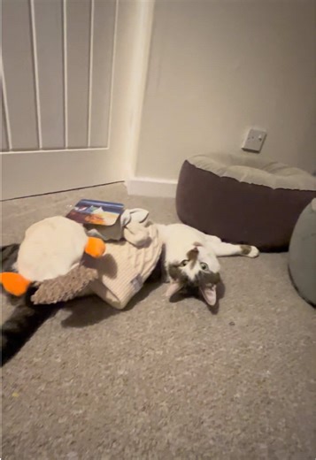 Creative Ways to Stack Objects on Your Cat