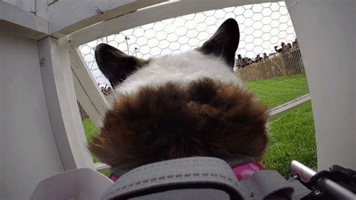 'Corgi-cam' captures adorable dog race