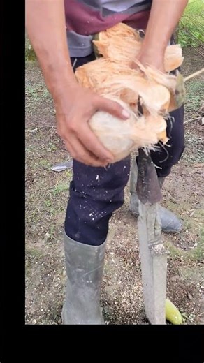 A simple way to peel a coconut