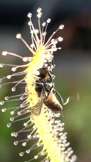 Carnivorous plant completely wraps itself around an insect #reels #reelsvideo #reelsviral #asmr #ASMR #viral #fyp #trend #trendingreels #trending #plant #reels #reelsviral #reelsinstagram #reelsvideo #trendingnow #reelsvideo #Facebookreelscontest | Carnivorous Plants