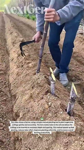 Amazing Manual Sugarcane Planting Tool That Plants Perfect Rows in Seconds!