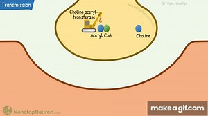 Neuromuscular Junction Structure & Neuromuscular Transmission || Membrane Physiology on Make a GIF