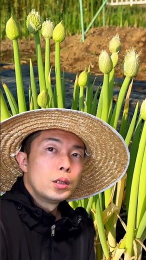 【絶対やれ】ネギ坊主を放置してはいけない理由｜食味が落ちる・株が弱る・翌年も困る #家庭菜園 #農業 #ねぎ
