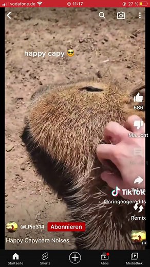 Capybara Sounds: A Compilation of Different Capybara Noises