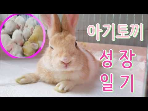 새끼토끼 * 아기토끼 성장일기 ! ♡ 아기토끼 자라는 모습 ?! ( babyrabbit . bunny )*( ウサギ )