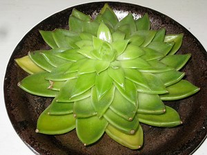 Health & Fitness: Putting the Spring In Your Step