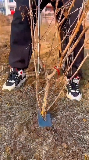 Amazing Farming Process | Smart Agriculture Life #farming #shorts #harvest #new #trending