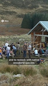 An area of Wester Ross wiped out during the Highland Clearances will be home to a newly planted community forest. https://i.stv.tv/4ixZIwl | STV News