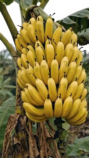 How Bananas Actually Grow 🍌
