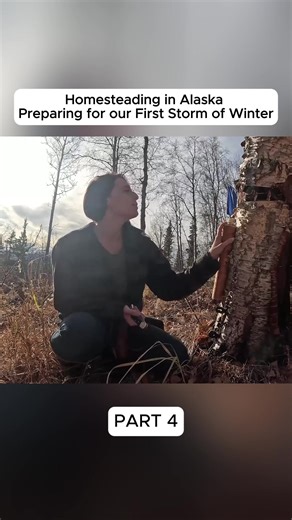 Alaska Homesteading: Using Birch Bark for Natural Remedies