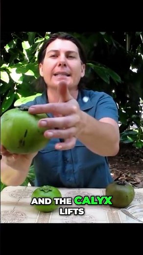 Mastering Black Sapote: When & How to Pick Perfect Fruit