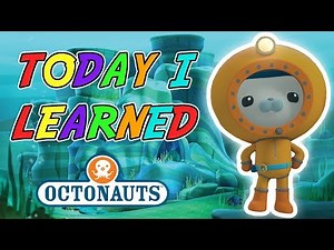 Octonauts - Today I Learned | New Underwater Creatures